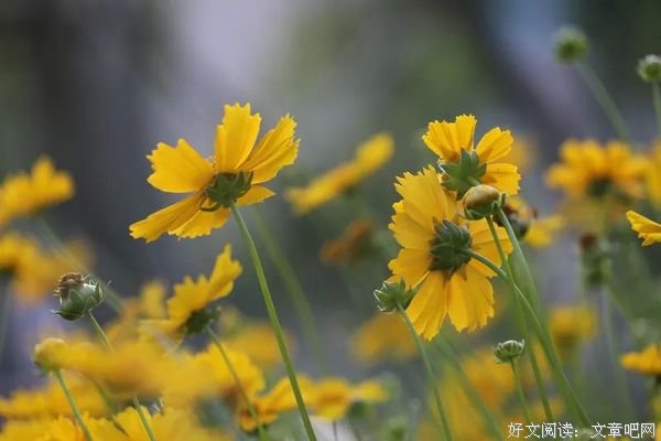 多一份真诚，多一份欢喜