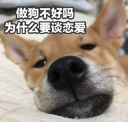 打击单身狗的经典语录