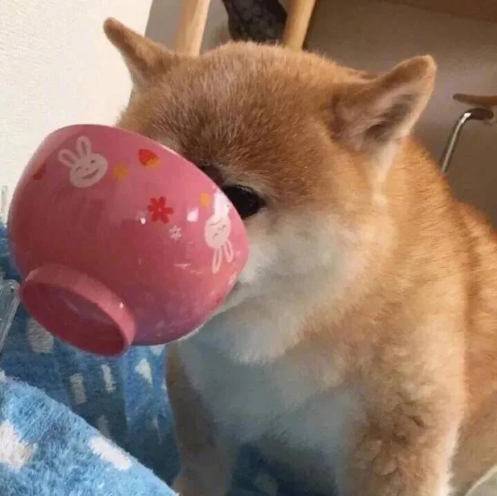 朋友圈晒宠物配文可爱