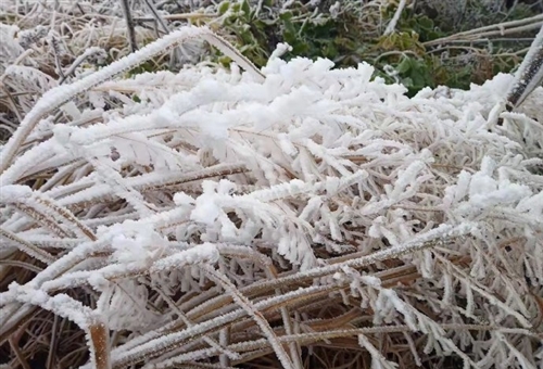 2021年第一场雪的句子(精选31句)