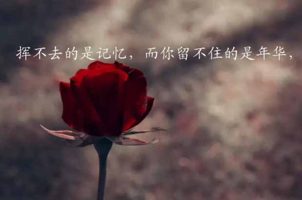 最近火的说说精致女人