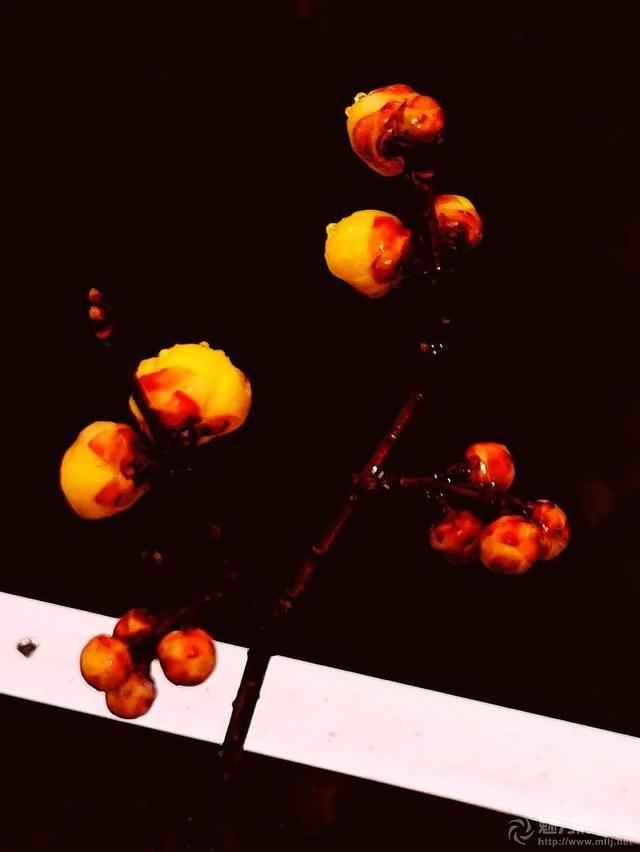 腊梅与情感文案(梅花网情感文案)