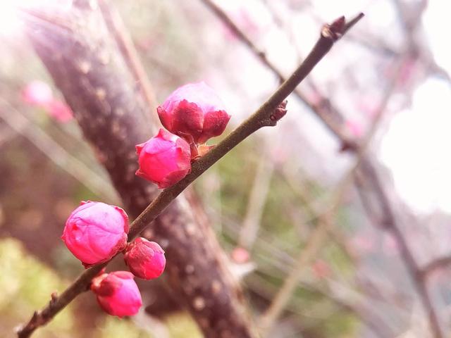 腊梅与情感文案(梅花网情感文案)