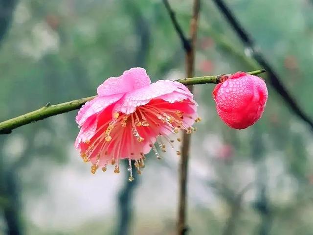 腊梅与情感文案(梅花网情感文案)