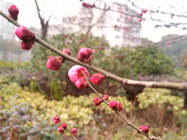 腊梅与情感文案(梅花网情感文案)