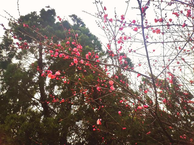腊梅与情感文案(梅花网情感文案)