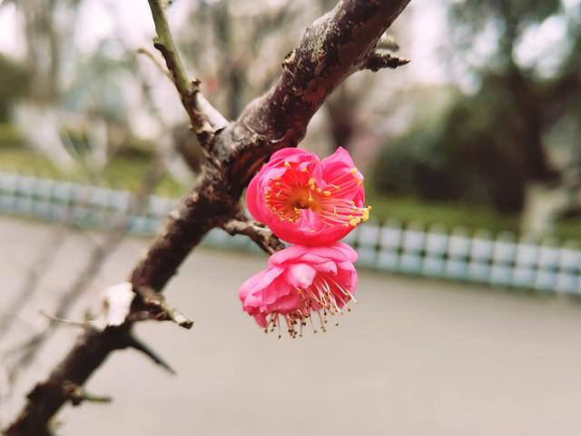 腊梅与情感文案(梅花网情感文案)