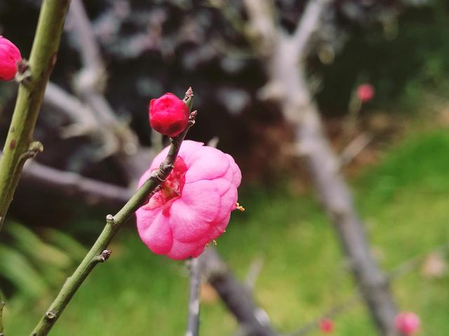 腊梅与情感文案(梅花网情感文案)