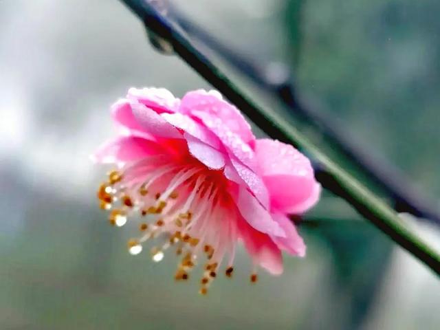 腊梅与情感文案(梅花网情感文案)