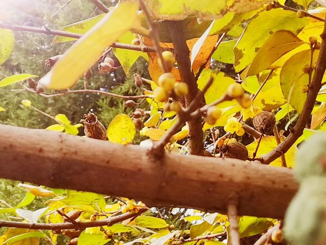 腊梅与情感文案(梅花网情感文案)