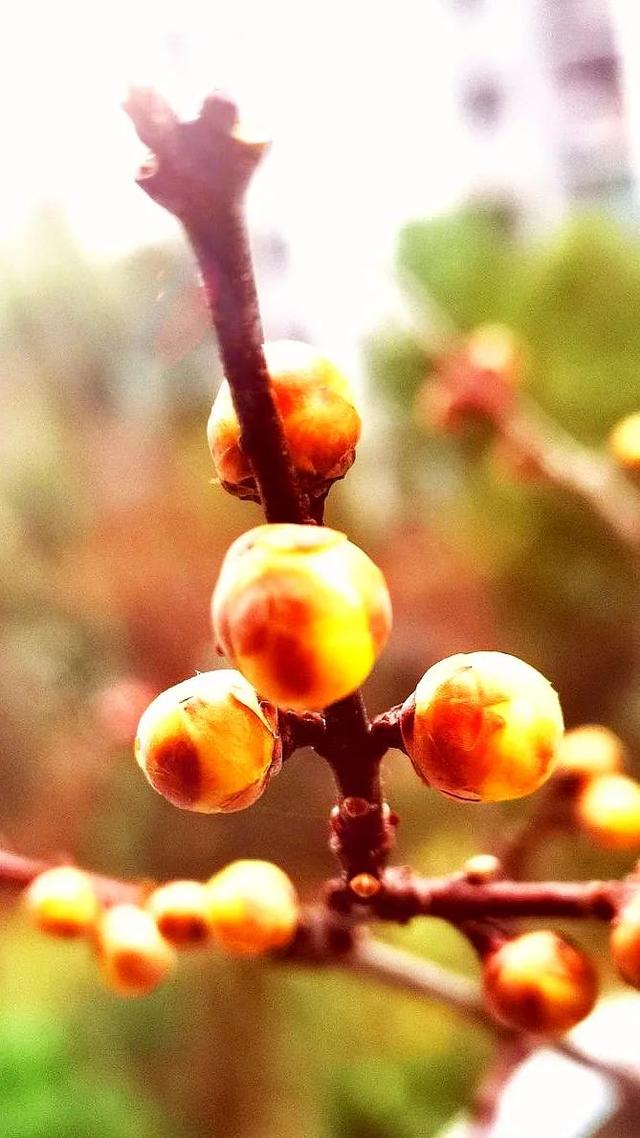 腊梅与情感文案(梅花网情感文案)