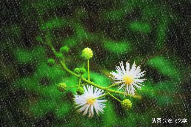 情感文案云水禅心_云水禅心的文案
