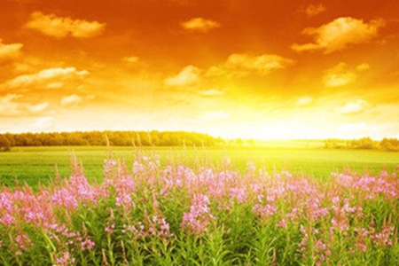 描写夏天景色的诗句，形容夏日美景的优美句子