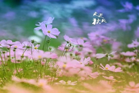 有你就够了的说说，遇见你真好的暖心短句