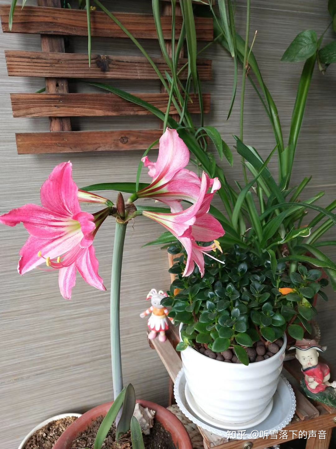 小欢喜—花事篇