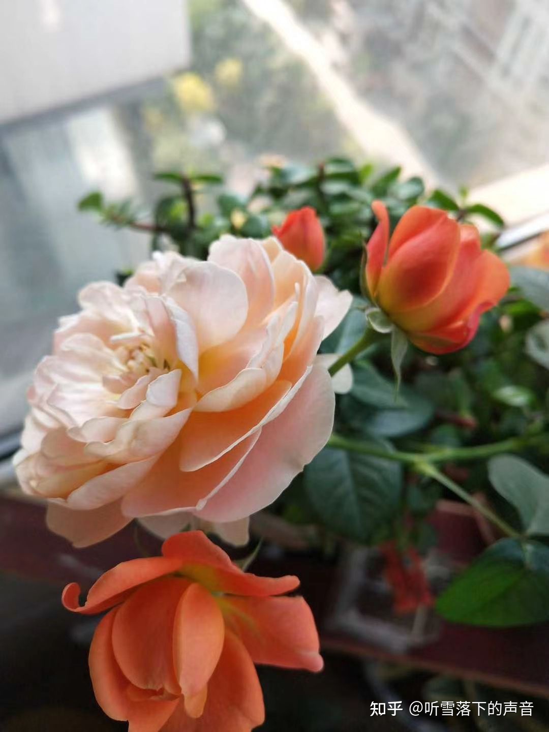 小欢喜—花事篇