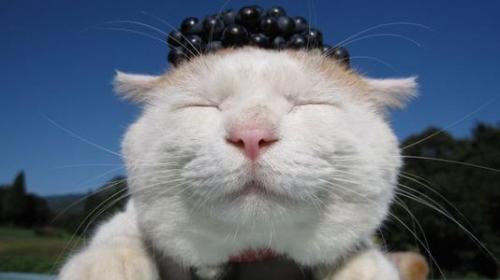 搞笑又吸引人的网名非常有意思(精选65个)