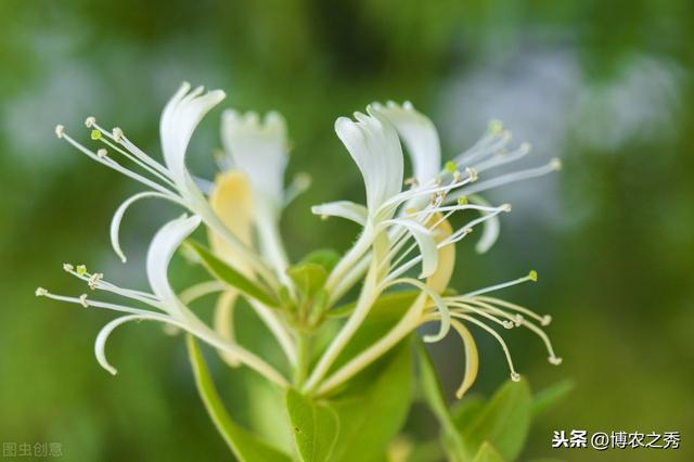 金银花的栽培技术，种植金银花时候我们需注意什么，进来学学