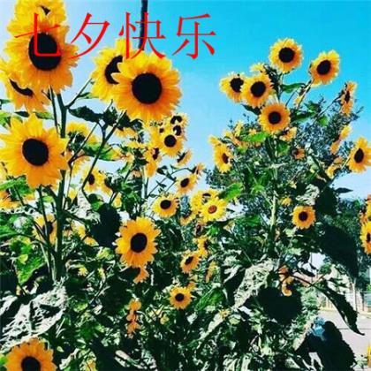 四好农村公路宣传标语 爱护公路标语