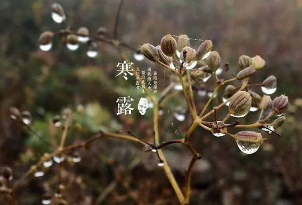 适合寒露发朋友圈的句子