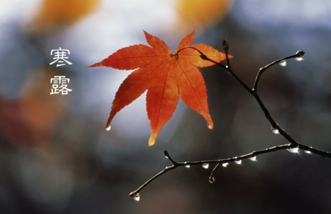 适合寒露发朋友圈的句子