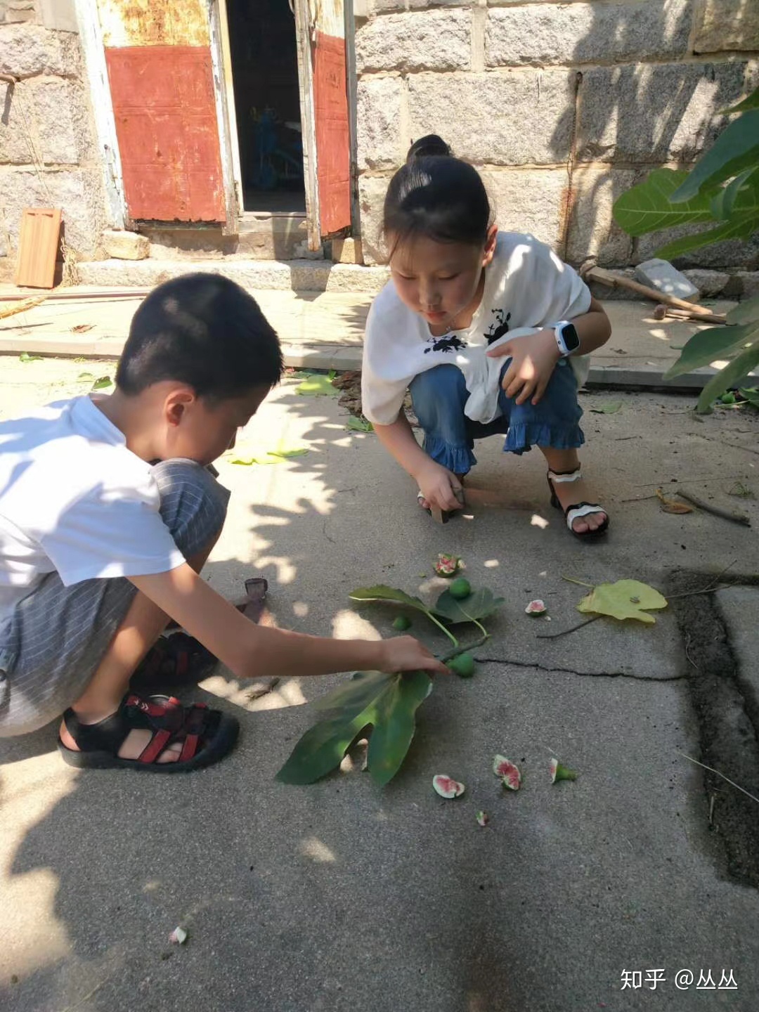 又是柿子熟时随笔