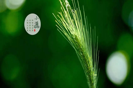 小满节气问候语句子，送给朋友的微信祝福