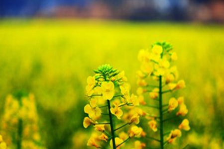 描写油菜花的35句唯美文案，赏花发朋友圈配的文字