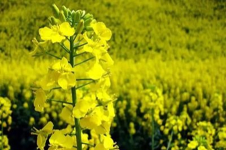 描写油菜花的35句唯美文案，赏花发朋友圈配的文字