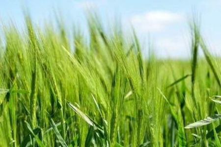 小满问候短信，二十四节气祝福语句子