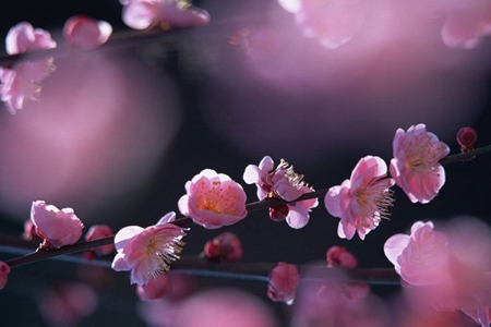 关于描写桃花的诗句，简单经典的句子