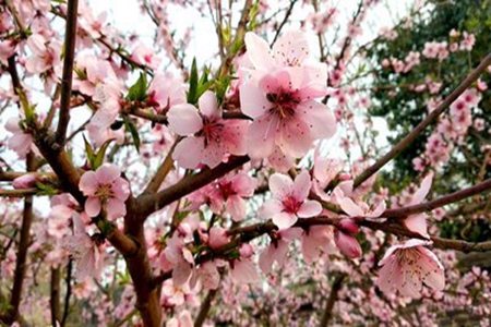 关于描写桃花的诗句，简单经典的句子
