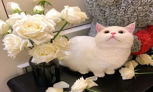 春天来了的优美句子 赞美春天的优美短句