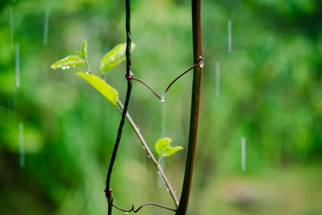关于雨的古诗 《春夜喜雨》最善解人意的春雨