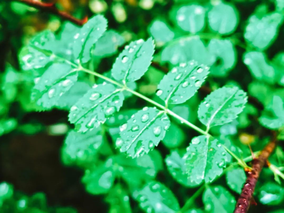 关于雨的古诗 《春夜喜雨》最善解人意的春雨