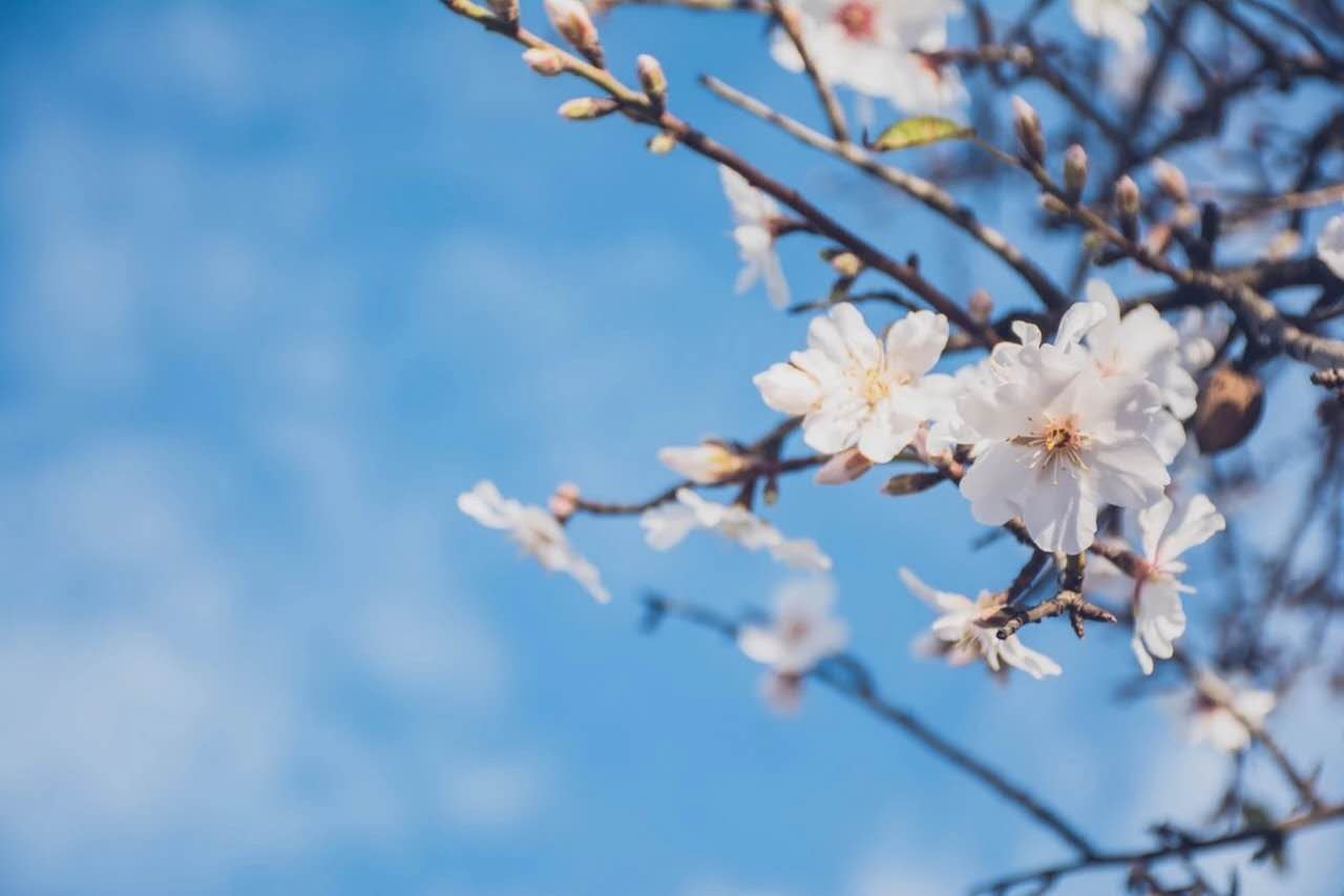 古诗三百首  分享常见的经典古诗词