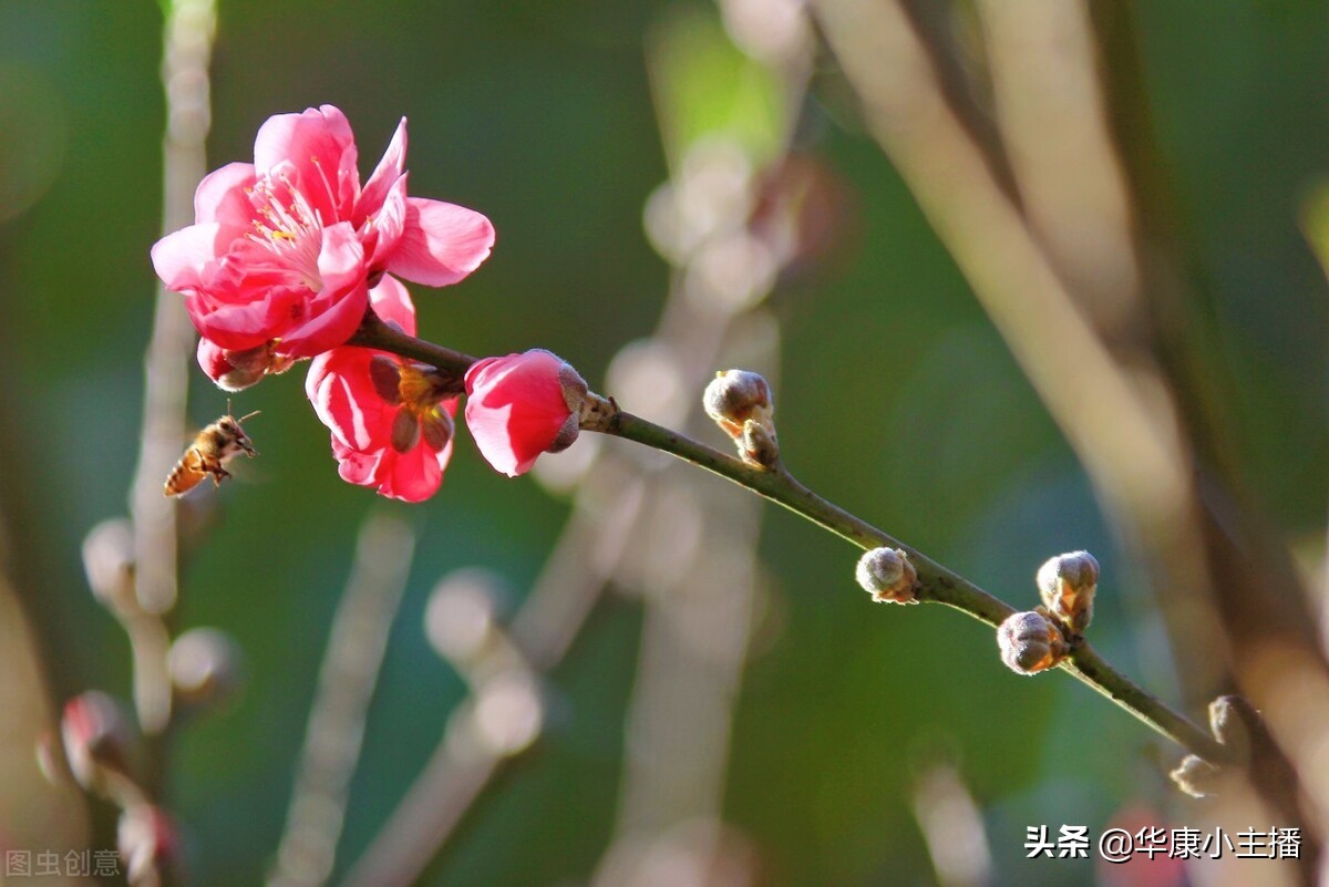 古诗春晓全文  表达诗人对春天的热爱