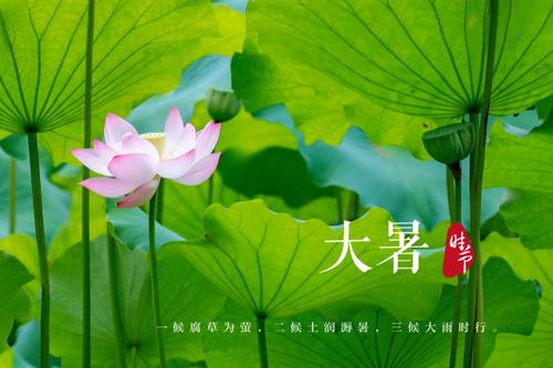 关于大暑节气的谚语