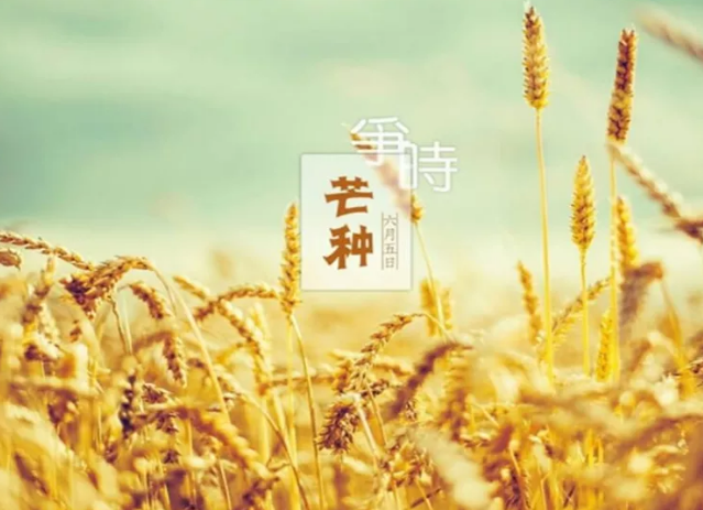 芒种节气发给客户的问候 适合芒种节气发的朋友圈