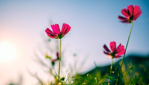 看花漂亮心情的短句 赏花经典短句集合句