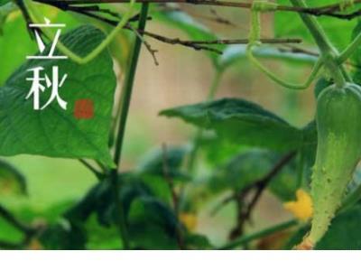 中学学校校园文化标语 我从来没吃过云南的特色菜