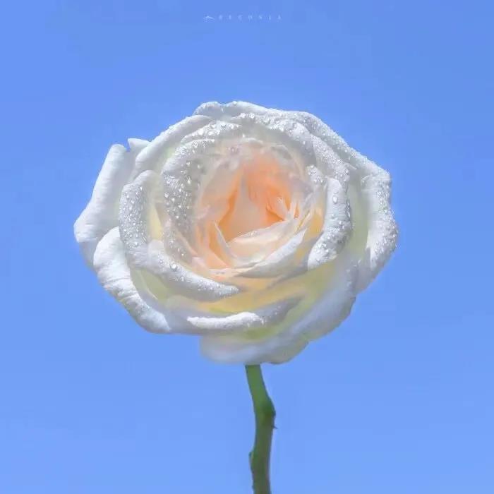 女生发的日常说说