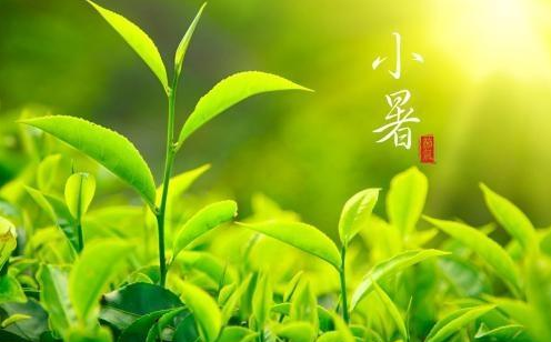 关于小暑的优美句子
