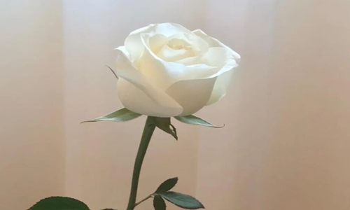 高情商发圈被秒赞的句子 生活随心的句子