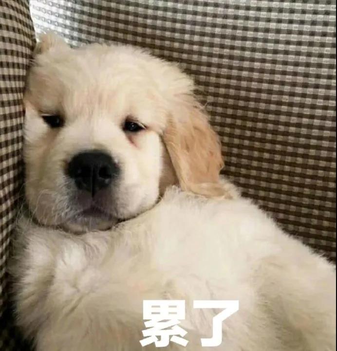 来都来了大过年类似的句子