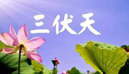 描写三伏天酷热的句子