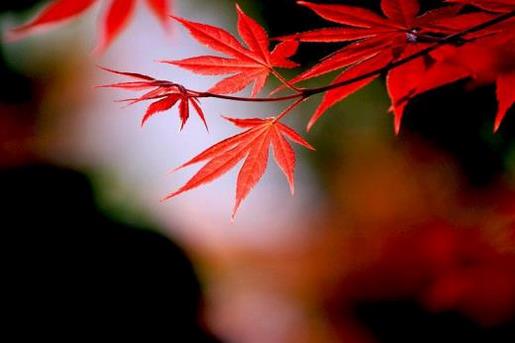 个性励志签名大全 小偷写下励志日记