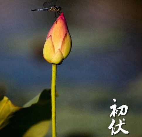 描写初伏的句子