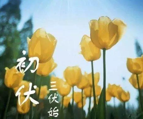 描写初伏的句子