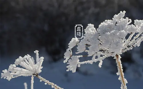 霜降的句子短句唯美